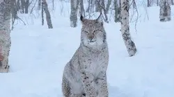 Visuel de La loi de la survie