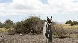 Visuel de La loi de la survie