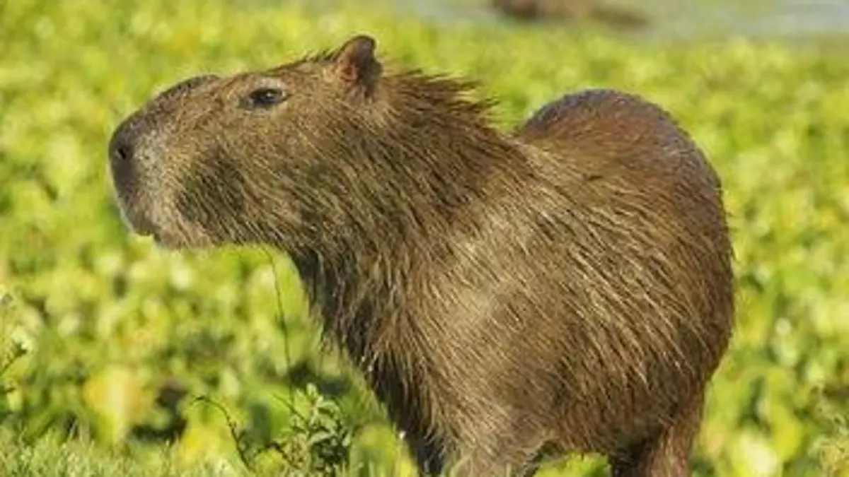 La loi de la survie Amour sauvage