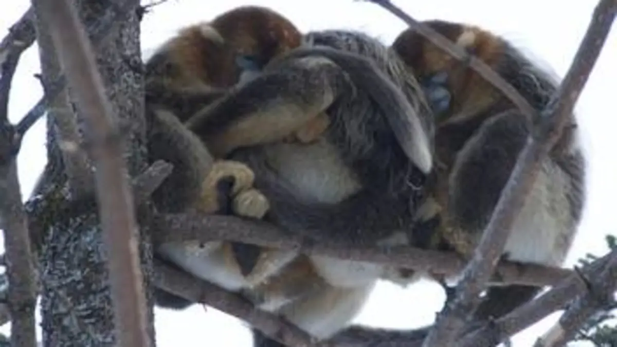La loi de la survie Instinct grégaire
