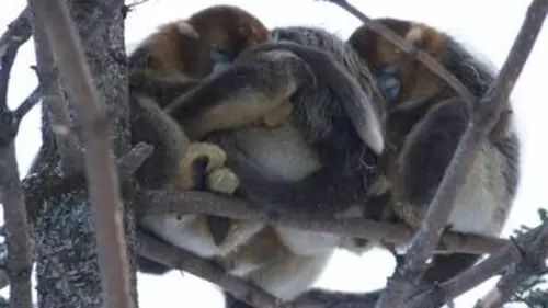 La loi de la survie Instinct grégaire