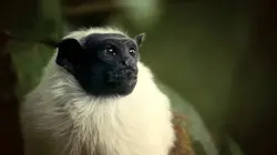 La loi de la survie S02E01 Petits mais costauds