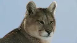 La loi de la survie S02E04 Les mondes de glace