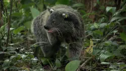 La loi de la survie S02E07 Le peuple de la canopée