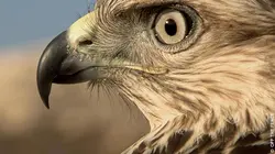 La loi de la survie S02E08 Défenses animales