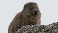 La loi de la survie S02E08 Défenses animales