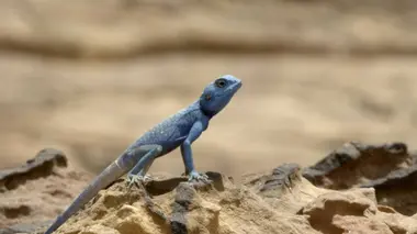 Les animaux à sang froid