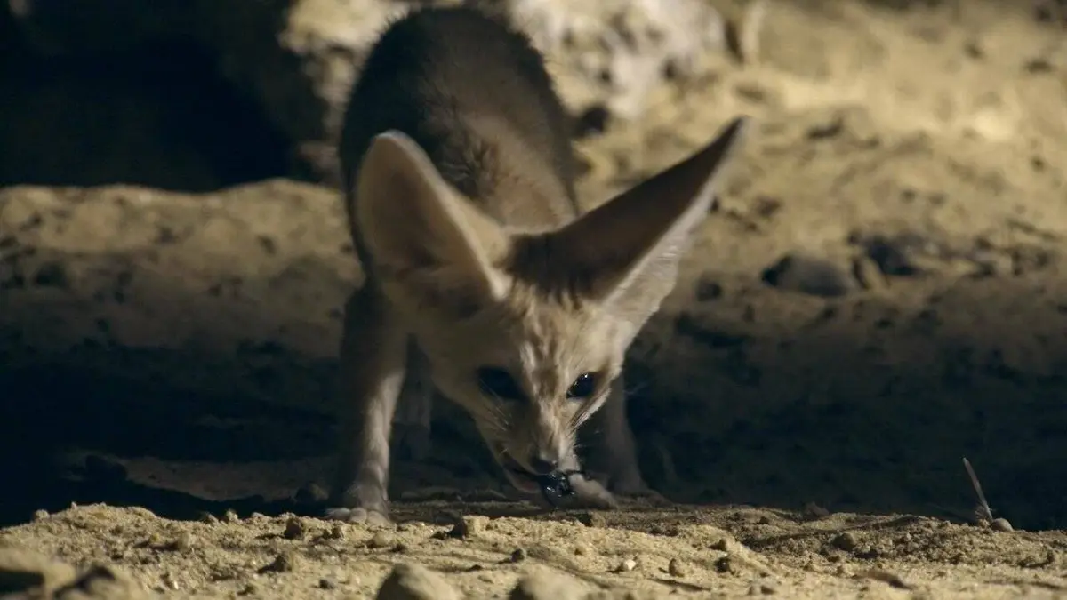 La loi de la survie S02E01 Petits mais costauds