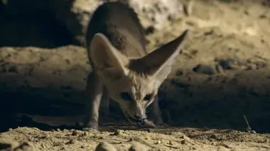 Les animaux nocturnes