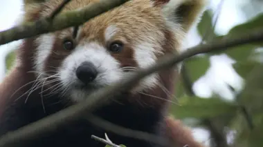 Le peuple de la canopée