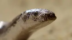 La loi de la survie S02E08 Défenses animales