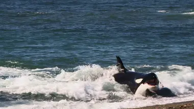 La chasse est ouverte