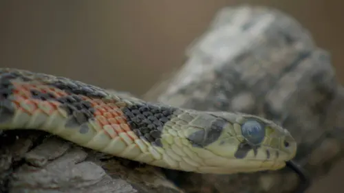 La loi de la survie S02E08 Défenses animales