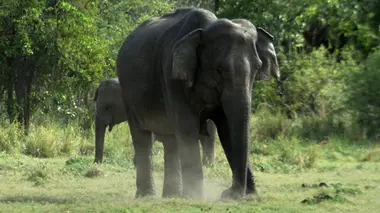 La loi de la survie S02E05 Des animaux pleins de ressources