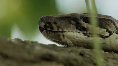 La loi de la survie S02E06 Atteindre l'âge adulte