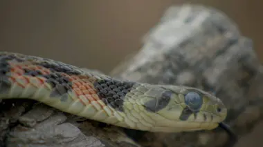 La loi de la survie S02E08 Défenses animales