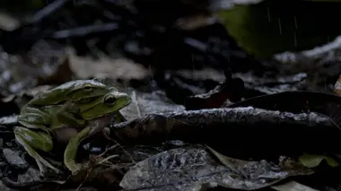 La loi de la survie S02E10 Les excentriques de la nature