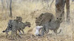 La loi du lion En pays ennemi