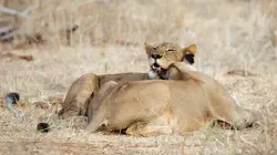 La loi du lion La fièvre de la chasse