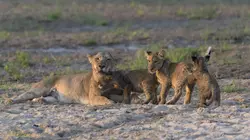 La loi du lion Frères de sang