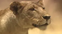 La loi du lion En pays ennemi