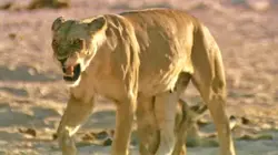 La loi du lion La fièvre de la chasse