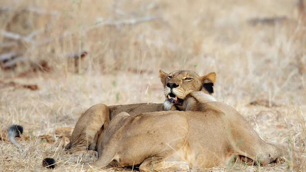 La loi du lion La fièvre de la chasse