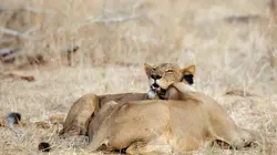 La loi du lion La fièvre de la chasse