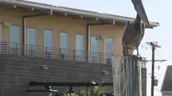 Visuel de La loi du Texas