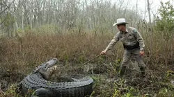 La loi du Texas Alligator contre chien