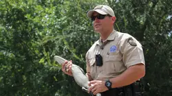 La loi du Texas "Cerf, cerf, ouvre-moi !"