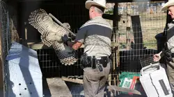 La loi du Texas Hibou rabougri