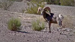 La loi du Texas  Balles et mensonges