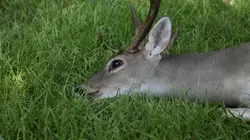 La loi du Texas Combat de cerfs