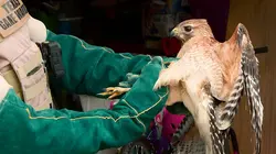 La loi du Texas Confessions d'un braconnier