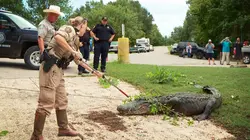 La loi du Texas Massacre dans les marécages