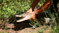 La loi du Texas Sillage destructeur