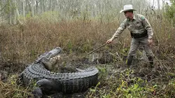 La loi du Texas Alligator contre chien