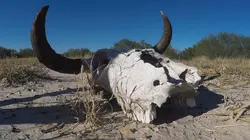 La loi du Texas Le braconnage est ouvert !