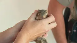 La loi du Texas  L'attaque des cerfs