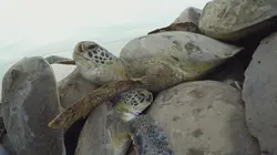 La loi du Texas La baie des tortues