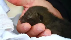 La loi du Texas S07E03 D'une pierre deux coups