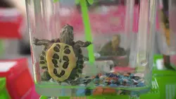 La loi du Texas Massacre en mer