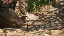 La loi du Texas S07E07 Espionner un tueur