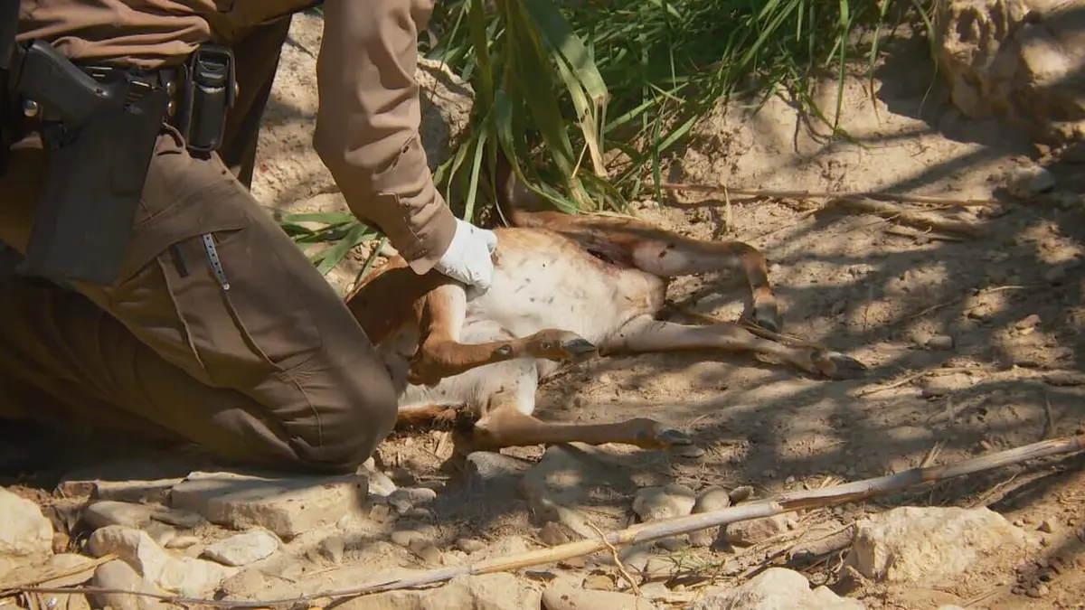La loi du Texas S07E07 Espionner un tueur