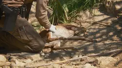 La loi du Texas S07E07 Espionner un tueur