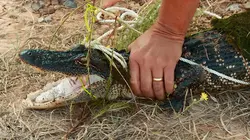 La loi du Texas Patrouille du golfe