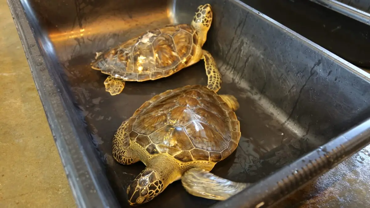 La loi du Texas La fête bat son plein