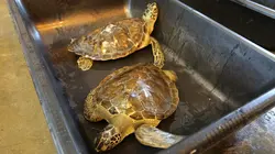 La loi du Texas La fête bat son plein