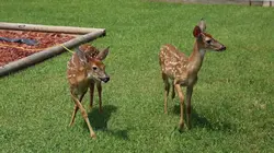 La loi du Texas Ainsi faons, faons, faons